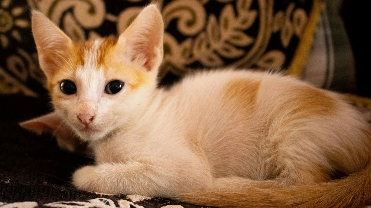 Fleas on Kittens