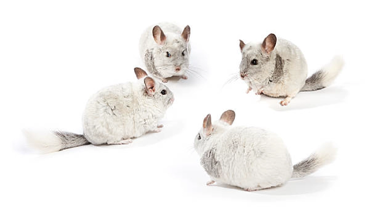 Chinchillas