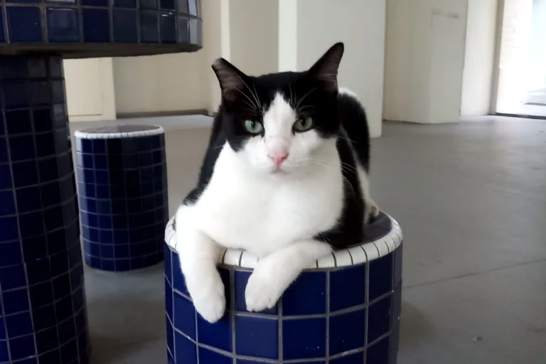 Adopting an FIV+ Community Cat