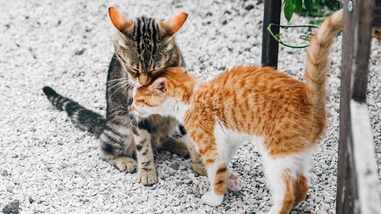 Kitten
