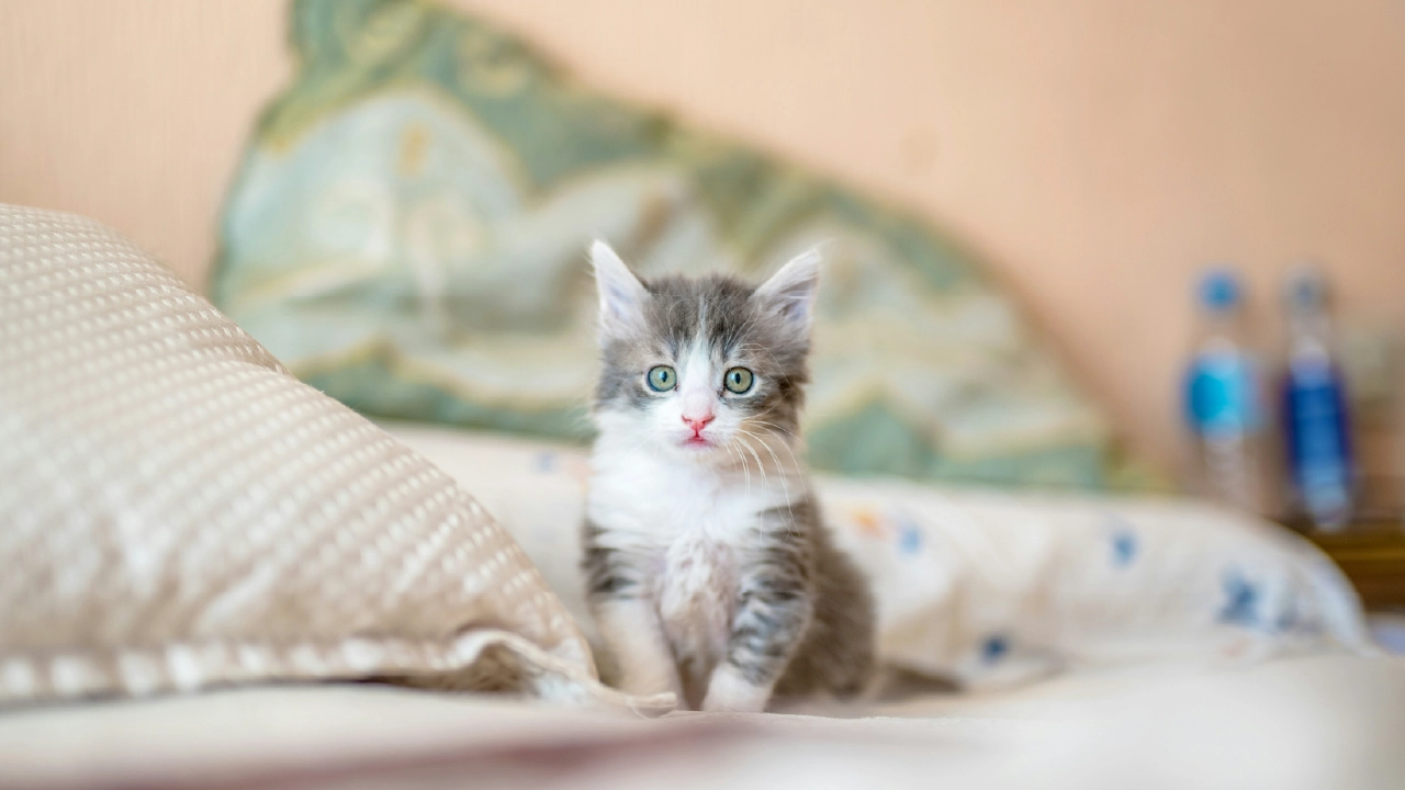 Kitten