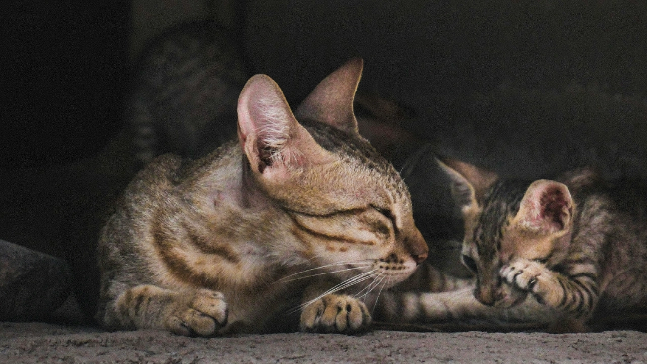 Kitten