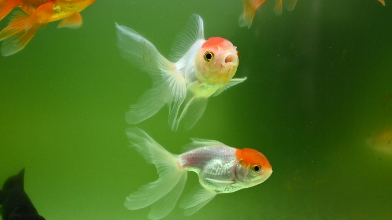 Two Goldfish
