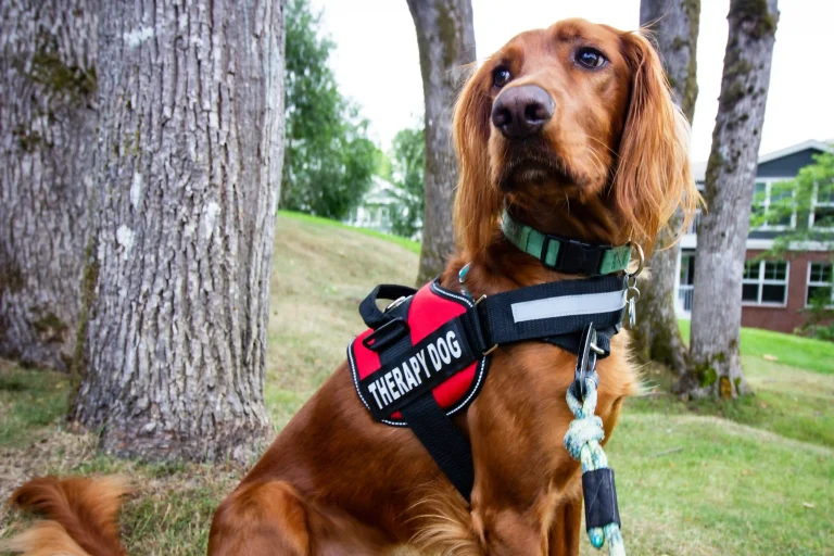 Therapy Dogs